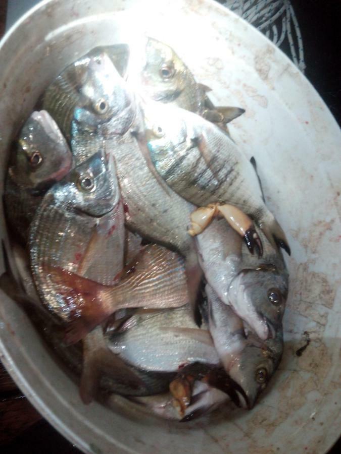 B&B Dal Pescatore Fažana Zewnętrze zdjęcie