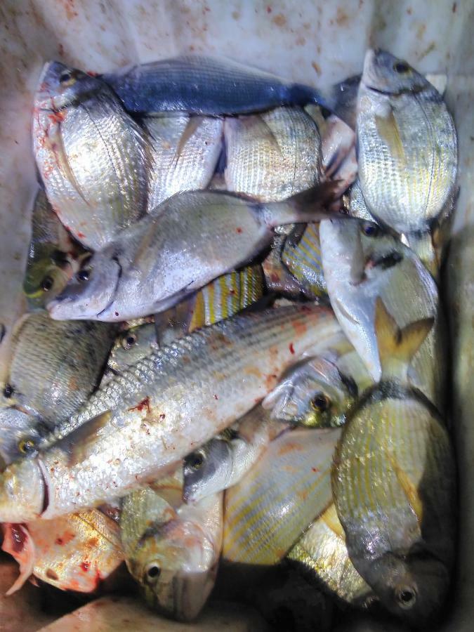 B&B Dal Pescatore Fažana Zewnętrze zdjęcie